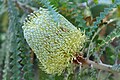 Showy banksia (Banksia speciosa) flower