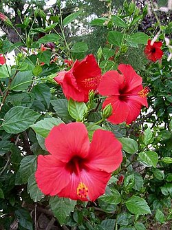 Hibiscus rosa-sinensis.