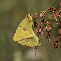 6. Sáfránylepkék (Colias croceus) párzása (Pirin Nemzeti Park, Bulgária) (javítás)/(csere)