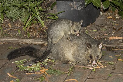 Feeding with joey