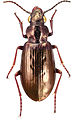 May 29: The beetle Diacheila arctica.
