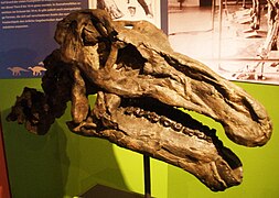 Iguanodonin suussa sijaitsi sen hyvät poskihampaat