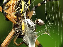 Kleptoparasite feeding on garden spider prey - Flickr - treegrow