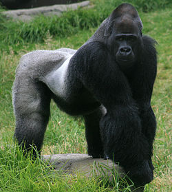 Silverback gorilla