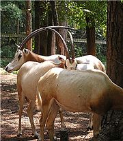 Sabeloryx-antilope (uddød i vild tilstand)