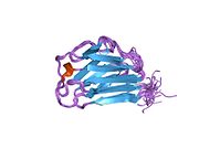 1ivt: NMR structures of the C-terminal globular domain of human lamin A/C