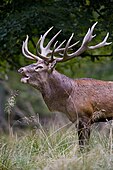 Antlers of a red deer