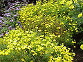 Tagetes tenuifolia