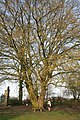 Freistehende Hainbuche im Winter