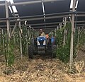 Lavorazione agricola meccanizzata in vigneto agrovoltaico presso Laterza, Italia