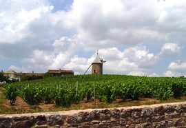 Vineyards and windmill