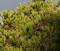 Pinus nelsonii foliage