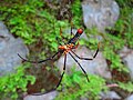 Spider from the family Araneidae feasting on a butterfly