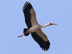 In flight from below, Thailand