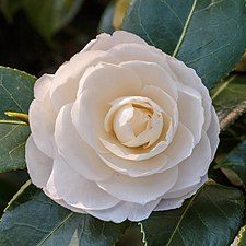 Una flor blanca con muchos pétalos formando un círculo.