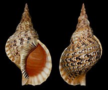 Deux vues d'une coquille de Charonia tritonis.