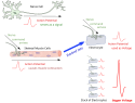 Electrocytes evolved from skeletal muscle