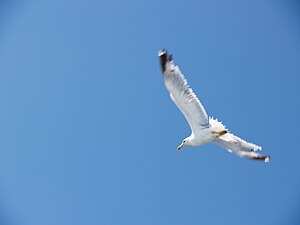 Nebesko plava ili bledo azurna, na sredini je između plave i cijan boje