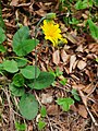 specimen of Hieracium hypochoeroides subsp. jenzigense (Bornm. & Zahn) Greuter