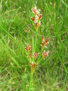 Juncus articulatus spirre.jpeg