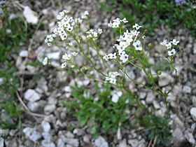 Kernera saxatilis