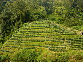 Plantaža čaja u Maleziji