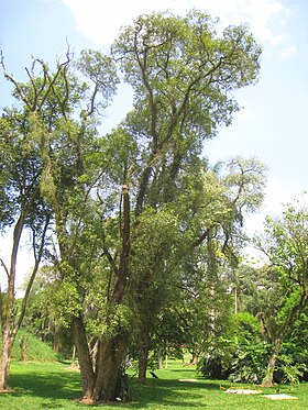 Ocotea porosa no Jardim Botânico de São Paulo.