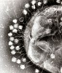 Bakteria gans lies virus stag war fos y gell