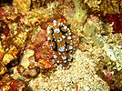 Phyllidia ocellata at Verde Island, the Philippines.