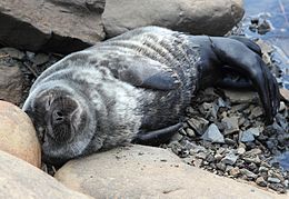 Žieduotasis ruonis (Phoca hispida)