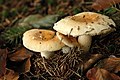 Gallen-Täubling (Russula fellea)