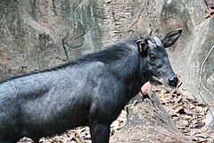 Description de l'image Serow_Capricornis_sumatraensis.JPG.