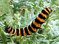 Image 8The black and yellow warning colours of the cinnabar moth caterpillar, Tyria jacobaeae, are avoided by some birds. (from Animal coloration)