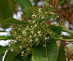 Alstonia macrophylla enthält Corynanthe-Alkaloide