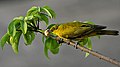 Burung muda makan di pokok kekabu Kapok Ceiba pentandra in Kolkata, Bengal Barat, India.