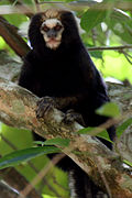 Ouistiti oreillard (Callithrix aurita)