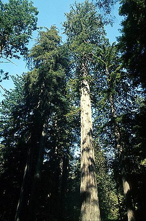 Sequoia sempervirens en Nacia kaj Ŝtata Parkoj Redwood