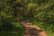 De Mathildebrug dient als verhoogd wandelpad door het broekbos