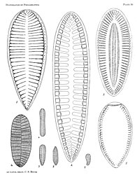 Enkele soorten van het geslacht Surirella