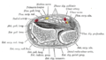 Transverse section across distal ends of radius and ulna.