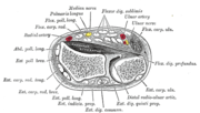 Radius ve ulnanın distal uçlarından transvers kesit