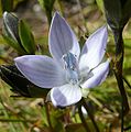 Květ hořepničky Lomatogonium carinthiacum