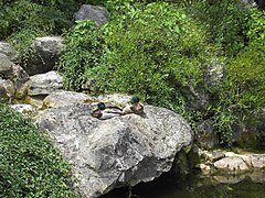 Le anatre del giardino giapponese