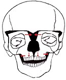 Facial bipartition