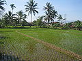 Sawah di Sukabumi