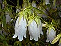 2018年3月14日 (水) 15:53時点における版のサムネイル