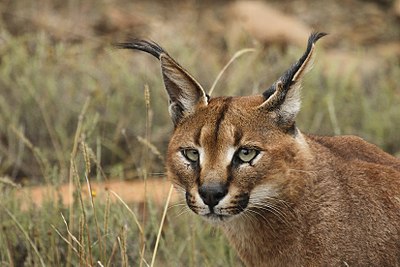 'n Rooikat (Felis caracal) in die Nasionale Bergkwaggapark, Suid-Afrika.