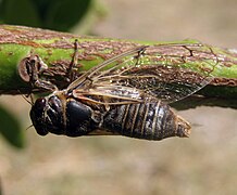 Cicadatra atra.