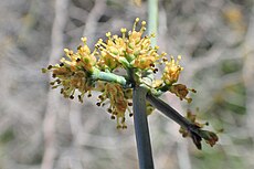 Ephedra fragilis met microsporofyllen of meeldraden