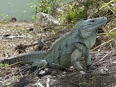 Iguane bleu